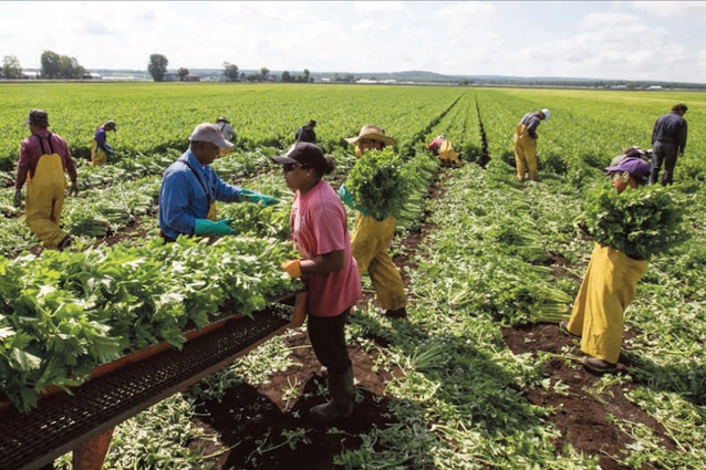 UGT FICA, CCOO de Industria y el Ministerio de Agricultura, consideran necesario abrir un diálogo permanente para abordar los problemas del sector agrario