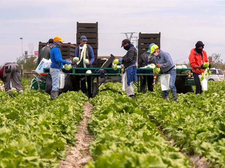 El paro en la Agricultura desciende hasta un 20% en diciembre