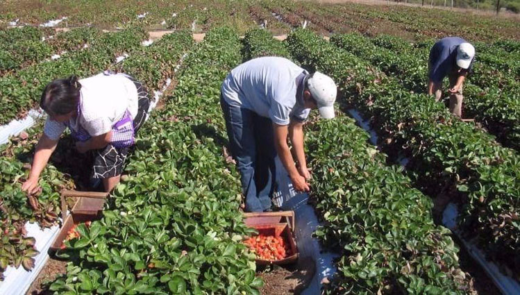 La nueva reforma laboral debe acabar con la temporalidad en el campo